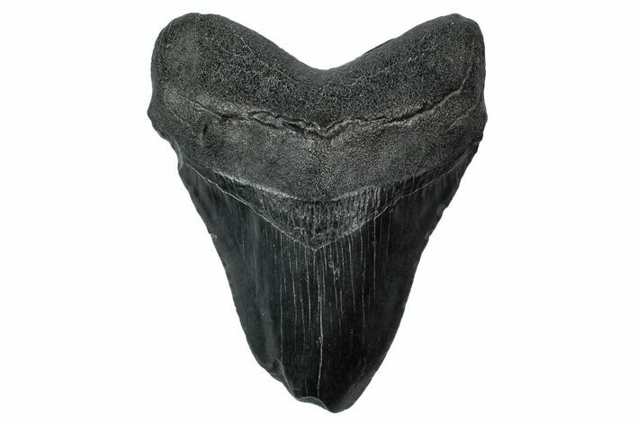 Bargain, Fossil Megalodon Tooth - South Carolina #340152